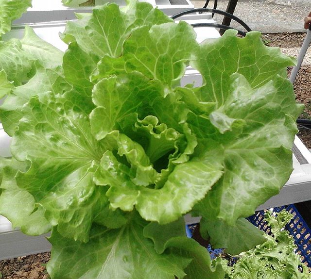 Jual Sayuran Segar Sidoarjo