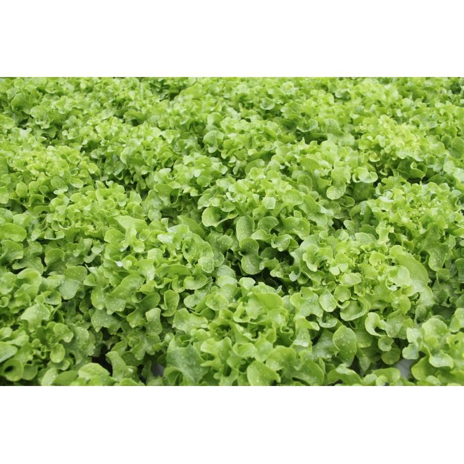 Jual Sayuran Segar Surabaya Sidoarjo