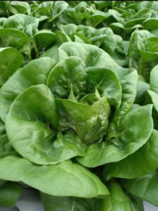 Supplier Selada Segar untuk HORECA di Surabaya Sidoarjo