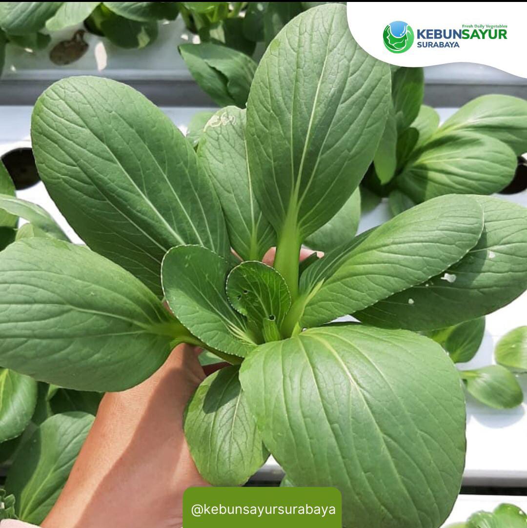 Jual Sayuran Segar Surabaya