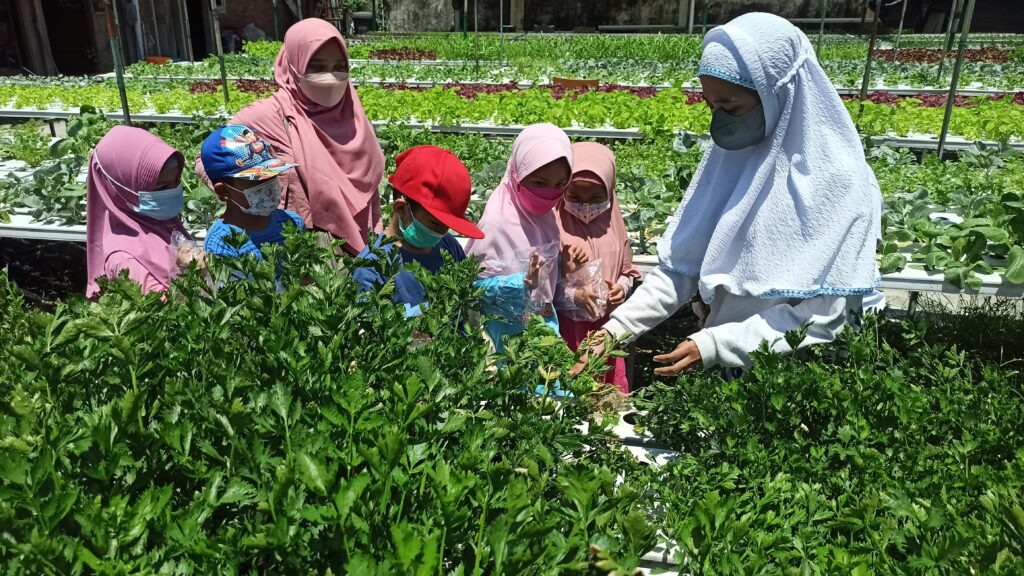 Ciri Sayuran Segar Berkualitas