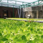 Supplier Sayur Restoran