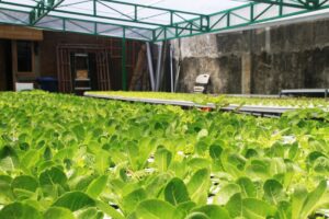 Supplier Sayur Restoran