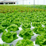 Pusat Sayuran Segar Surabaya Sidoarjo