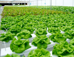 Pusat Sayuran Segar Surabaya Sidoarjo