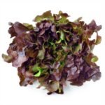 Red Oak Lettuce